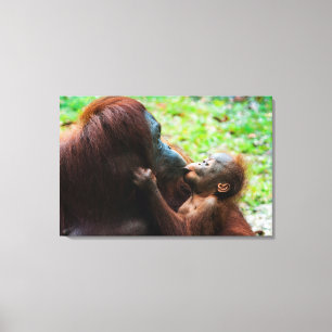 Orangutangmoder med unge canvastryck