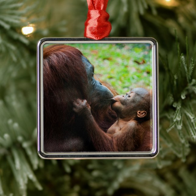 Orangutangmoder med unge julgransprydnad metall (Träd)