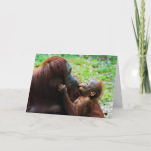 Orangutangmoder med unge kort