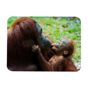 Orangutangmoder med unge magnet