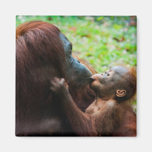 Orangutangmoder med unge magnet