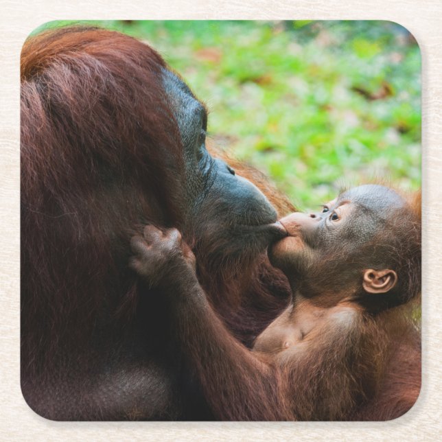 Orangutangmoder med unge underlägg papper kvadrat (Framsidan)