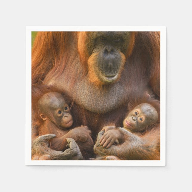Orangutangmoder som håller två bebisar pappersservett (Framsidan)