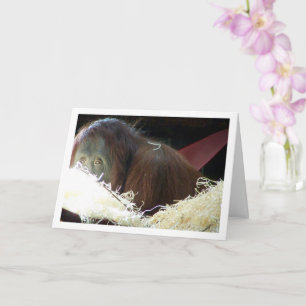 Orangutangporträtt Kort