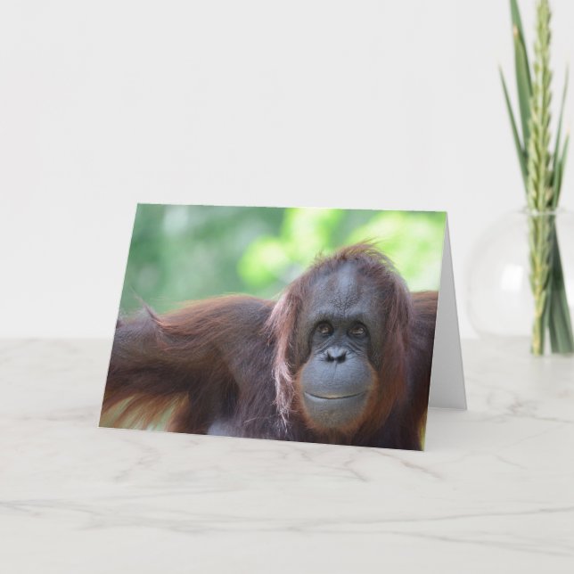 Orangutanhälsningkort Kort (Framsida)
