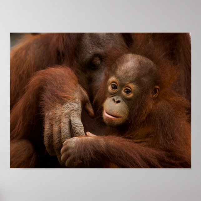 Orangutanhona och unge på zoo poster (Framsidan)