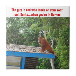 Orangutanjul Borneo Kakelplatta
