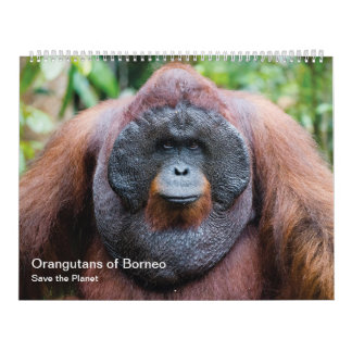 Orangutankalender Kalender