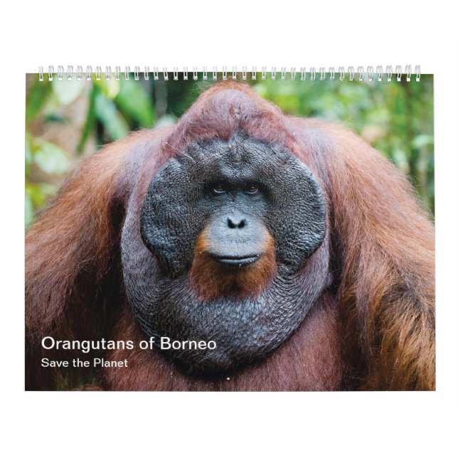 Orangutankalender Kalender (Omslag)