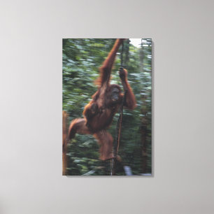 Orangutanmor med baby 3 canvastryck