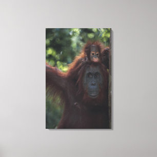 Orangutanmor med babyen canvastryck