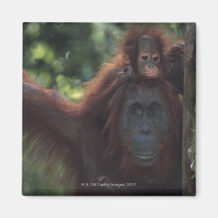 Orangutanmor med babyen magnet