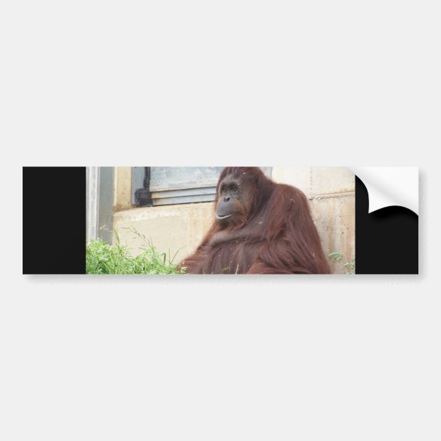 Orangutanporträtt Bildekal (Framsidan)