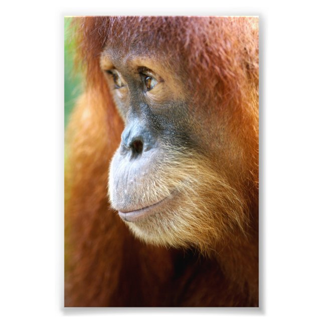 Orangutanprofil Fototryck (Framsidan)