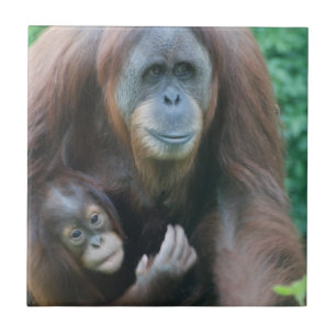 Orangutans belägger med tegel kakelplatta