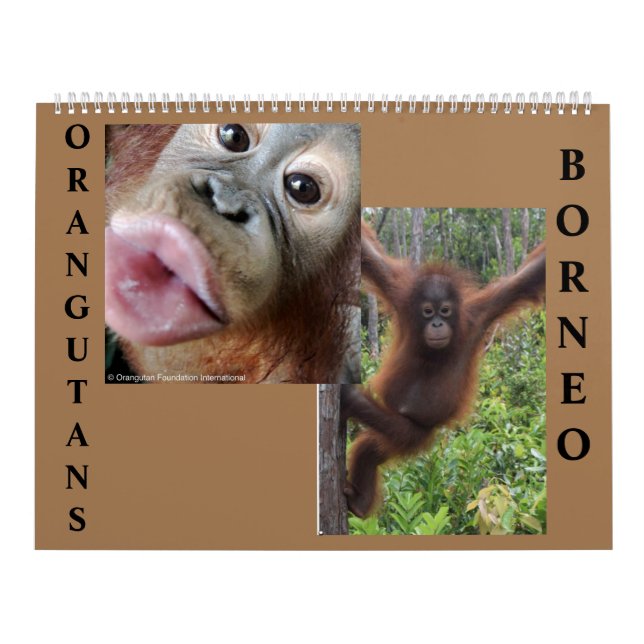Orangutans Borneo Calendar Kalender (Omslag)