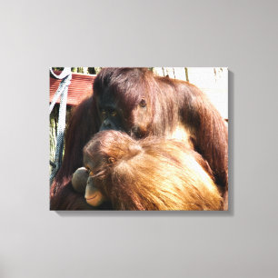 ORANGUTANS CANVASTRYCK