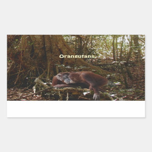 Orangutans & för apaprimat för djungel underbara rektangulärt klistermärke