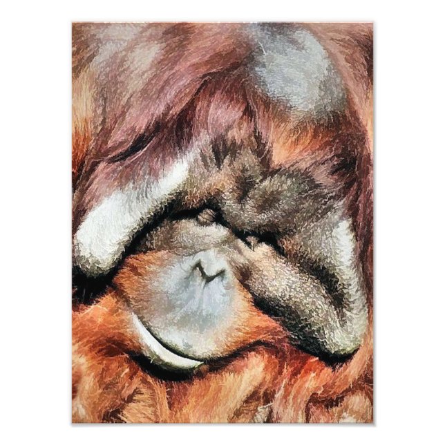 ORANGUTANS FOTOTRYCK (Framsidan)