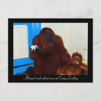 Orangutans i Camp Leakey