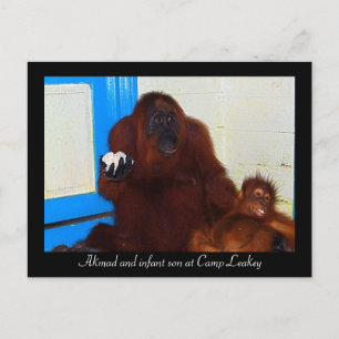Orangutans i Camp Leakey Vykort