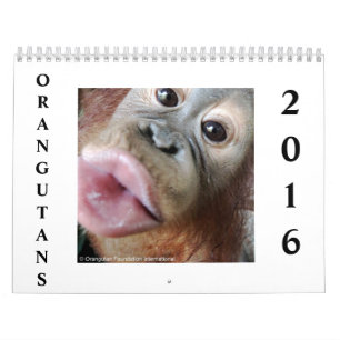 Orangutans i Rainforest Kalender