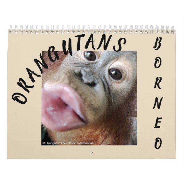 Orangutans i Rainforest Kalender (Omslag)