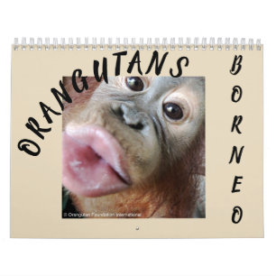 Orangutans i Rainforest Kalender