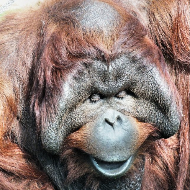 ORANGUTANS JULGRANSPRYDNAD KERAMIK (Skapare uppladdad)
