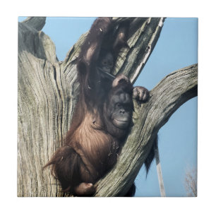 ORANGUTANS KAKELPLATTA