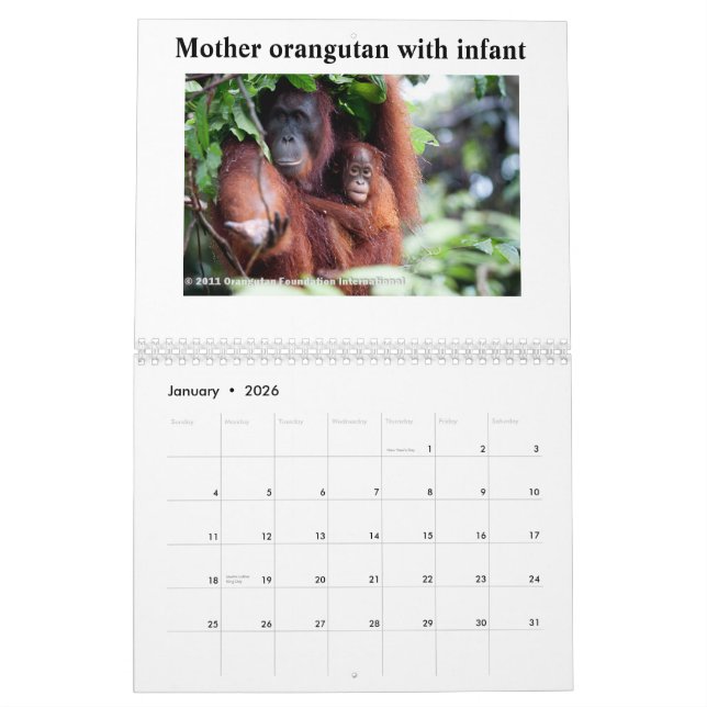 Orangutans Kalender (Jan 2026)