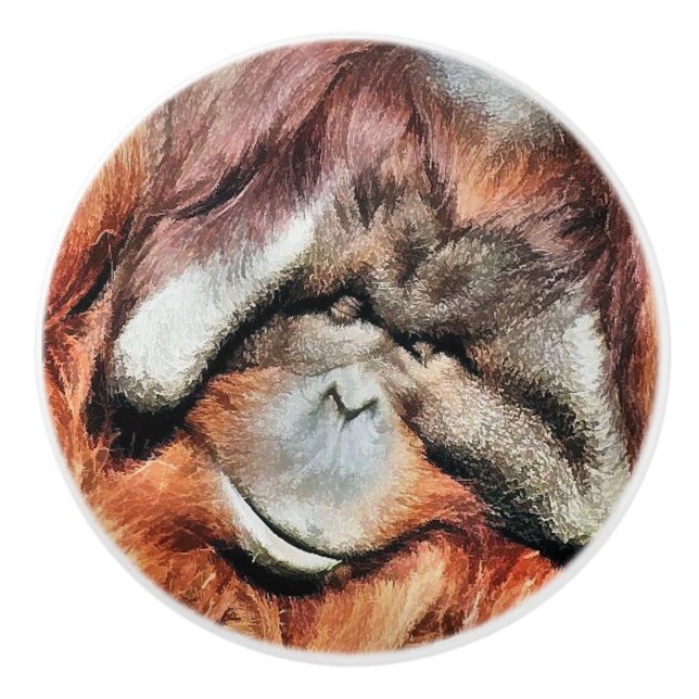ORANGUTANS KNOPP (Framsidan)