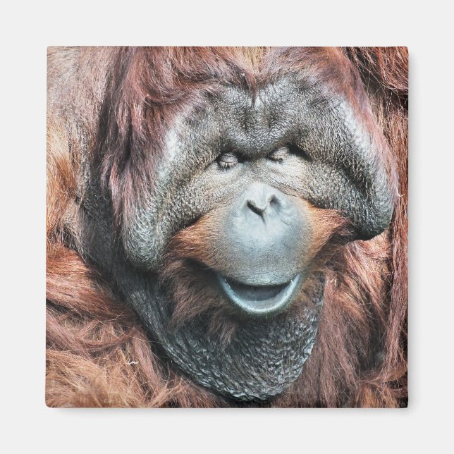 ORANGUTANS MAGNET (Framsidan)
