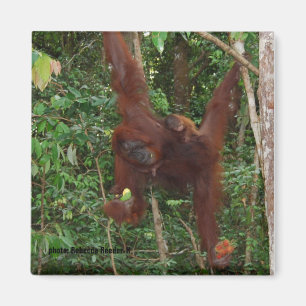 Orangutans Mor och Baby Magnet