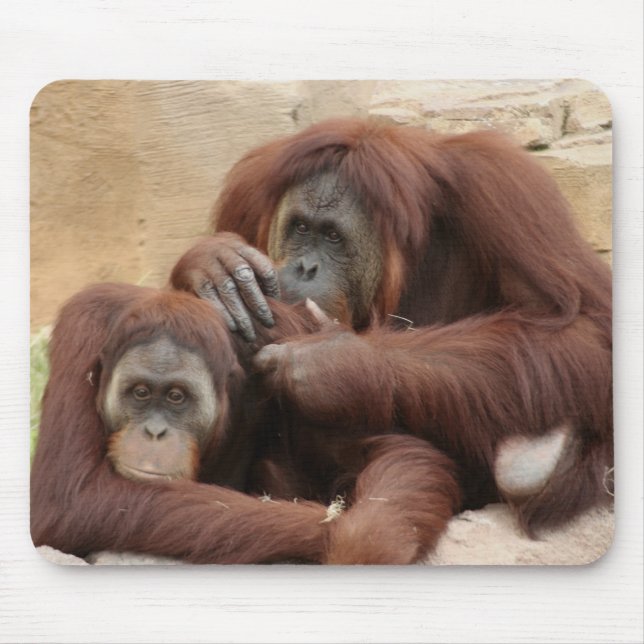 Orangutans Musmatta (Framsidan)