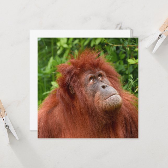 Orangutans omtänksamma tidning (Fram/Back In Situ)