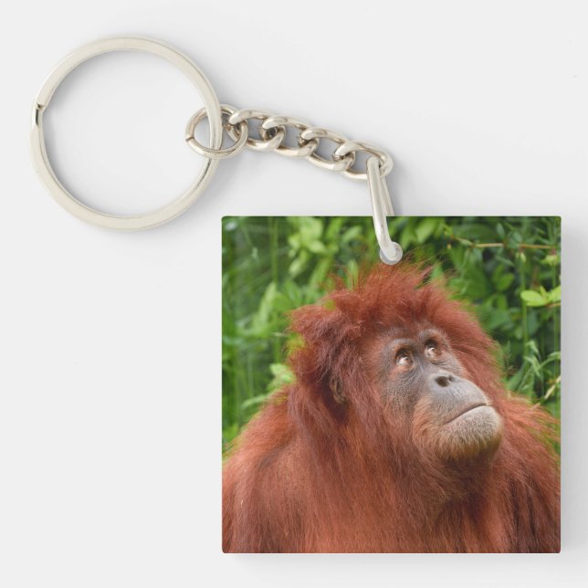 Orangutans omtänksamma tidning (Framsidan)