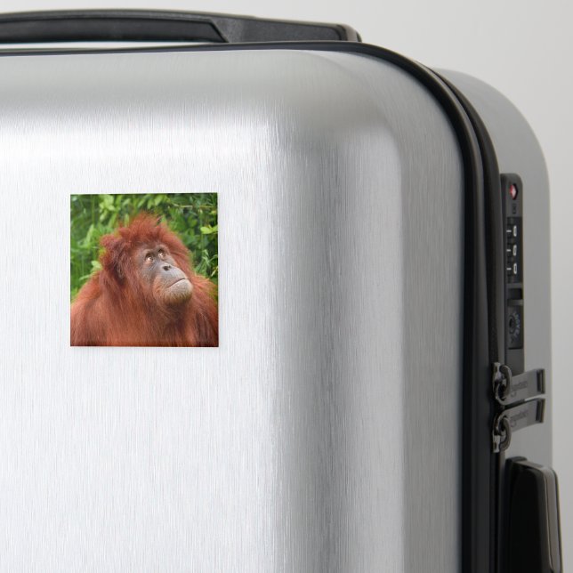 Orangutans omtänksamma tidning magnet (In Situ (Luggage))
