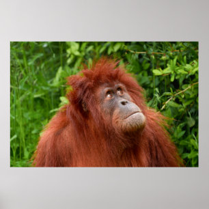 Orangutans omtänksamma tidning poster
