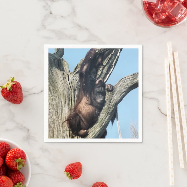 ORANGUTANS PAPPERSSERVETT (Insitu)