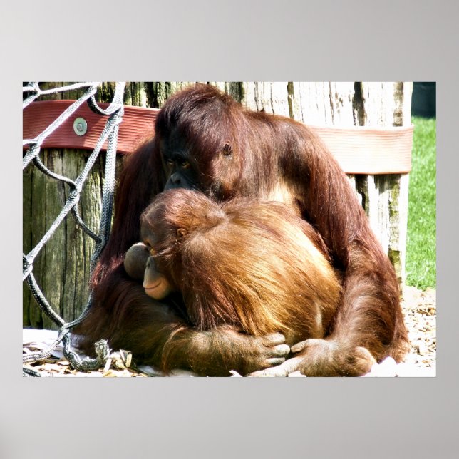 ORANGUTANS POSTER (Framsidan)