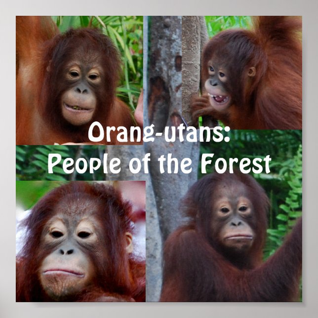 Orangutans Poster (Framsidan)
