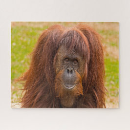 Orangutans. Pussel