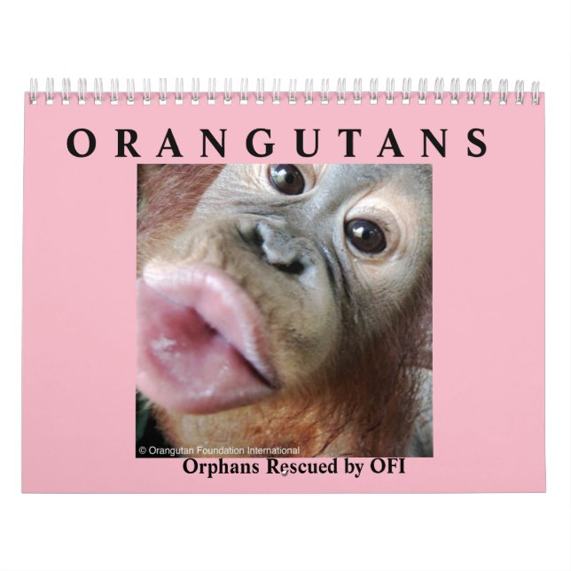Orangutans räddade föräldralösar kalender (Omslag)
