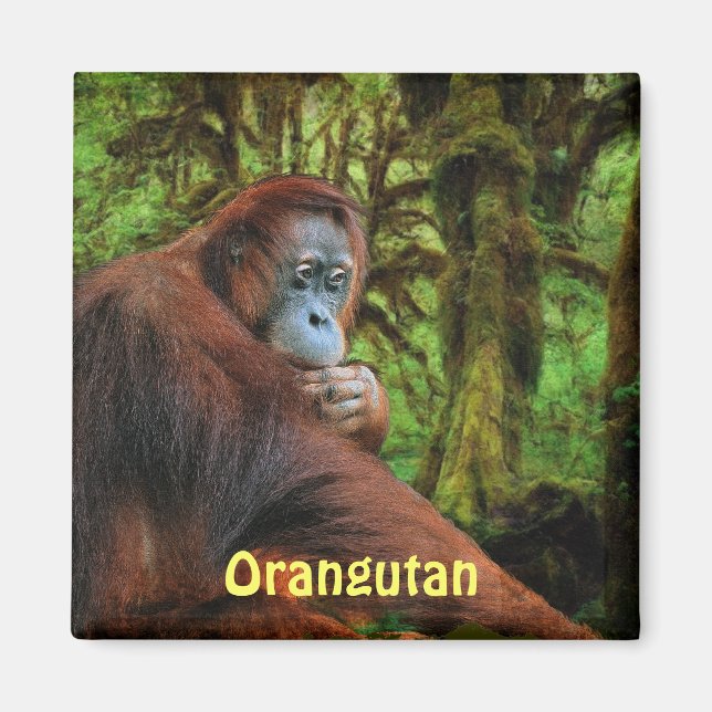 Orangutans Red Apes Wildlife Art Magnet (Framsidan)