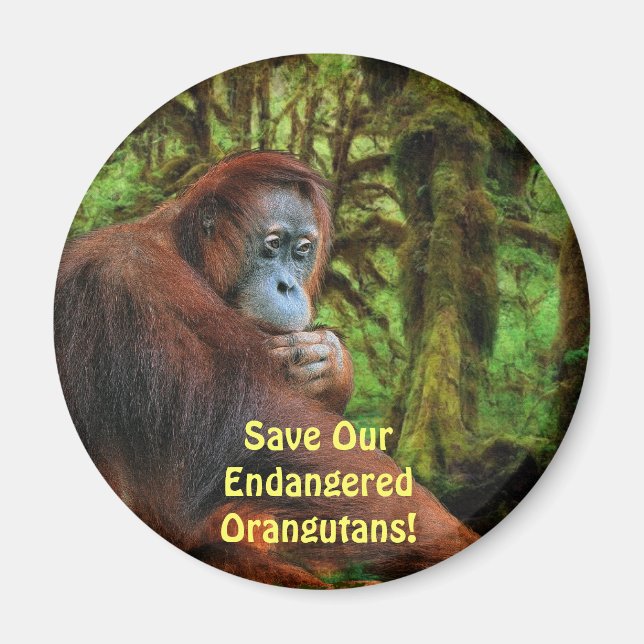 Orangutans Red Apes Wildlife Art Magnet (Framsidan)