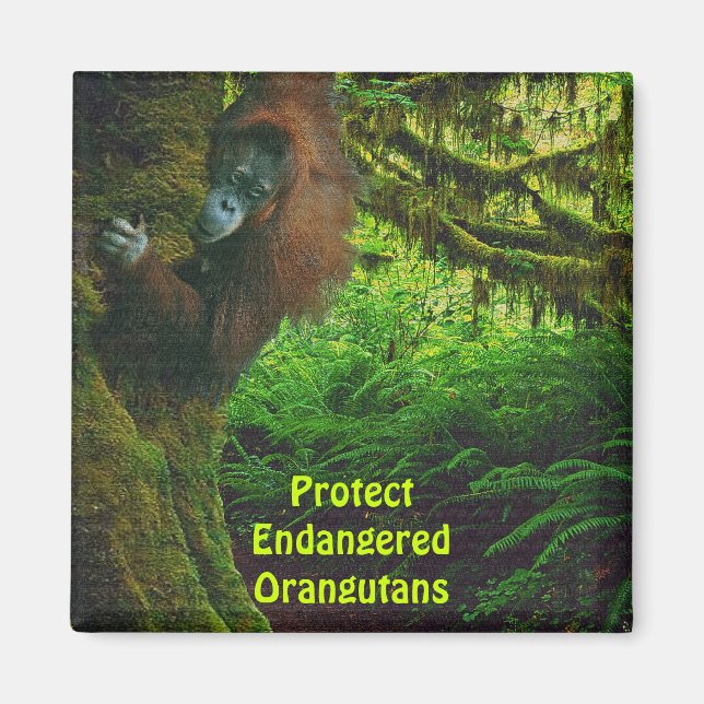Orangutans Red Apes Wildlife Art Magnet (Framsidan)