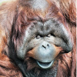 ORANGUTANS SILVERPLÄTERAT HALSBAND<br><div class="desc">En fotografisk design av en vacker manlig orangutan.</div>