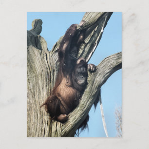 ORANGUTANS VYKORT