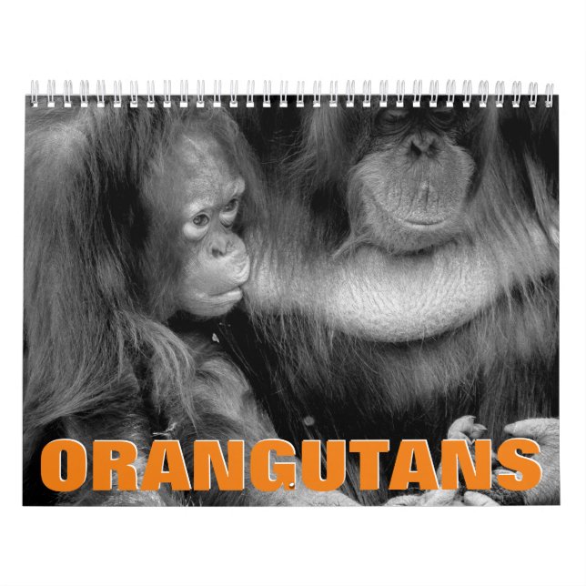 Orangutans Wall Calendar Kalender (Omslag)